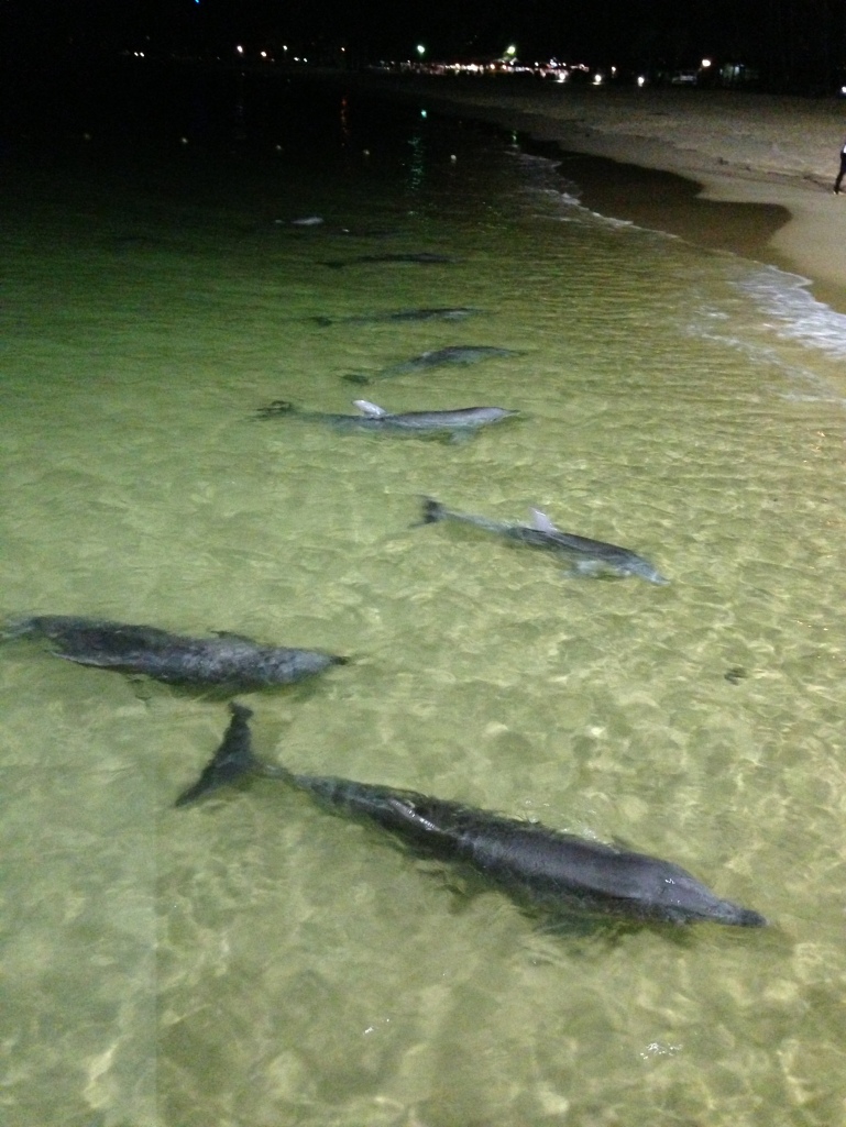 We had 10 dolphins come in for a feed, and two babies, just adorable.